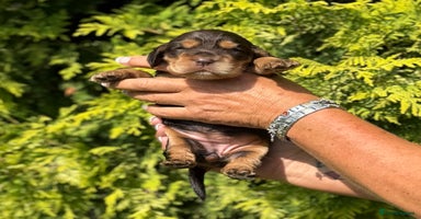Cocker Spaniel dogs - Advert 16