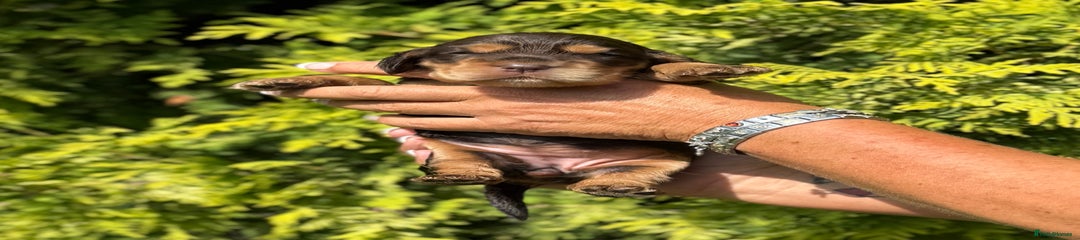 Tempo