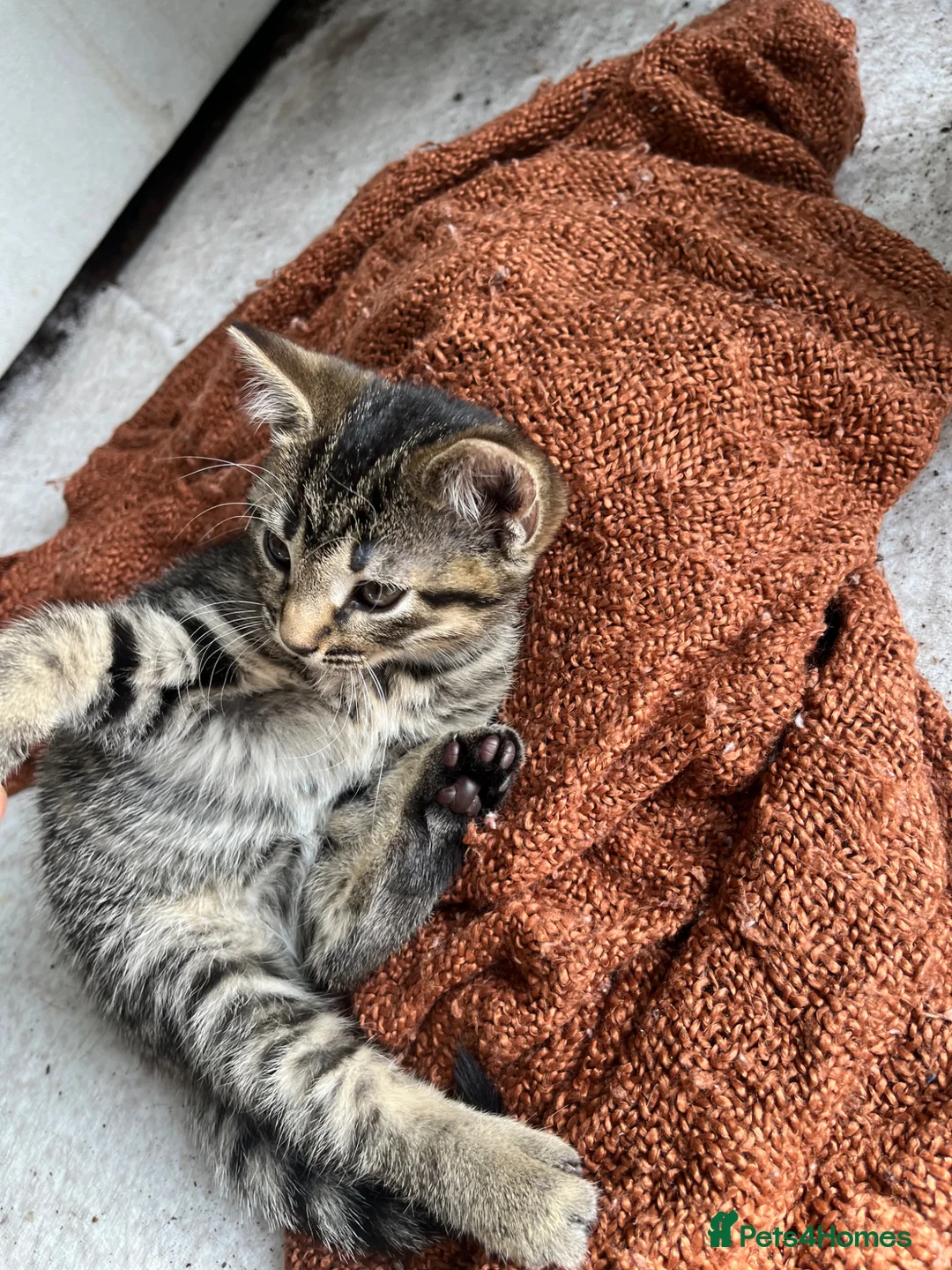 British Shorthair cats for sale: Tabby Kittens | 3 Available  in London - Advert 2
