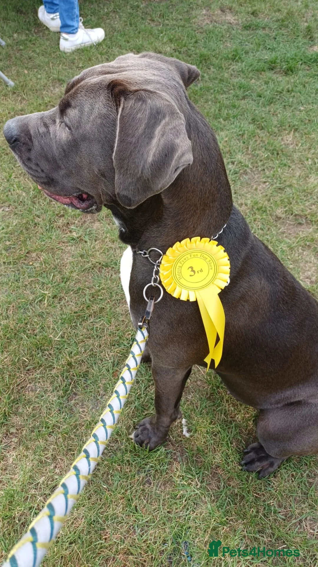 Cane Corso dogs for sale: Cane corso puppies - Advert 15