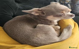 Chihuahua dogs for sale: 9 month old Girl - Image 2