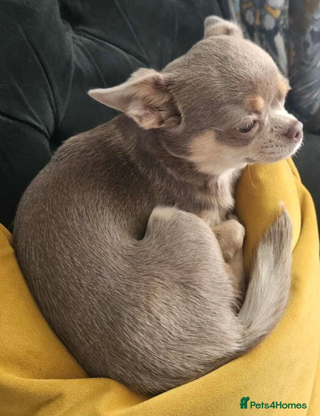 Chihuahua dogs for sale: 9 month old Girl - Image 2