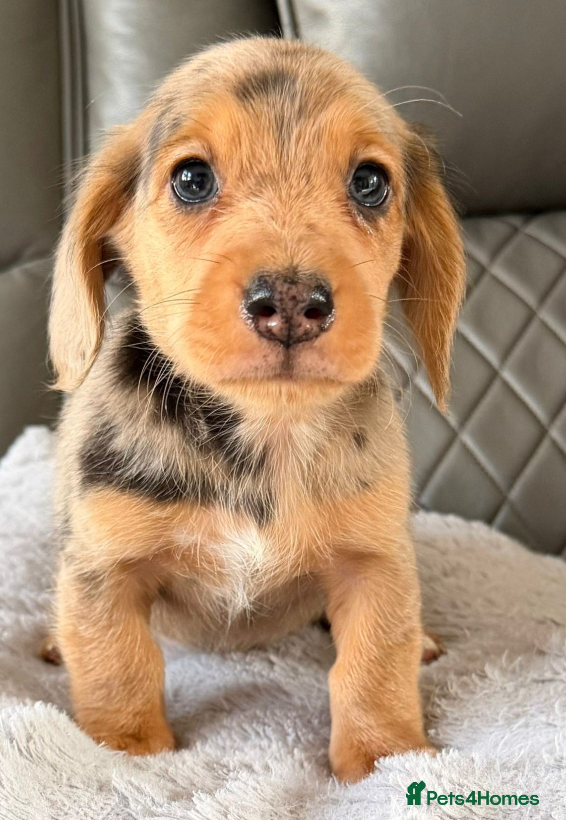 Dachshund dogs 1 boy left‼️Ready to leave on 8th June‼️ - Advert 5