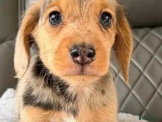 Dachshund dogs 1 boy left‼️Ready to leave on 8th June‼️ - Advert 5