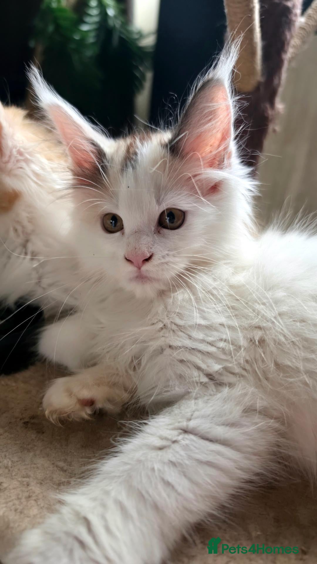 Maine Coon cats Ready now Stunning Maine coon kittens  - Advert 2