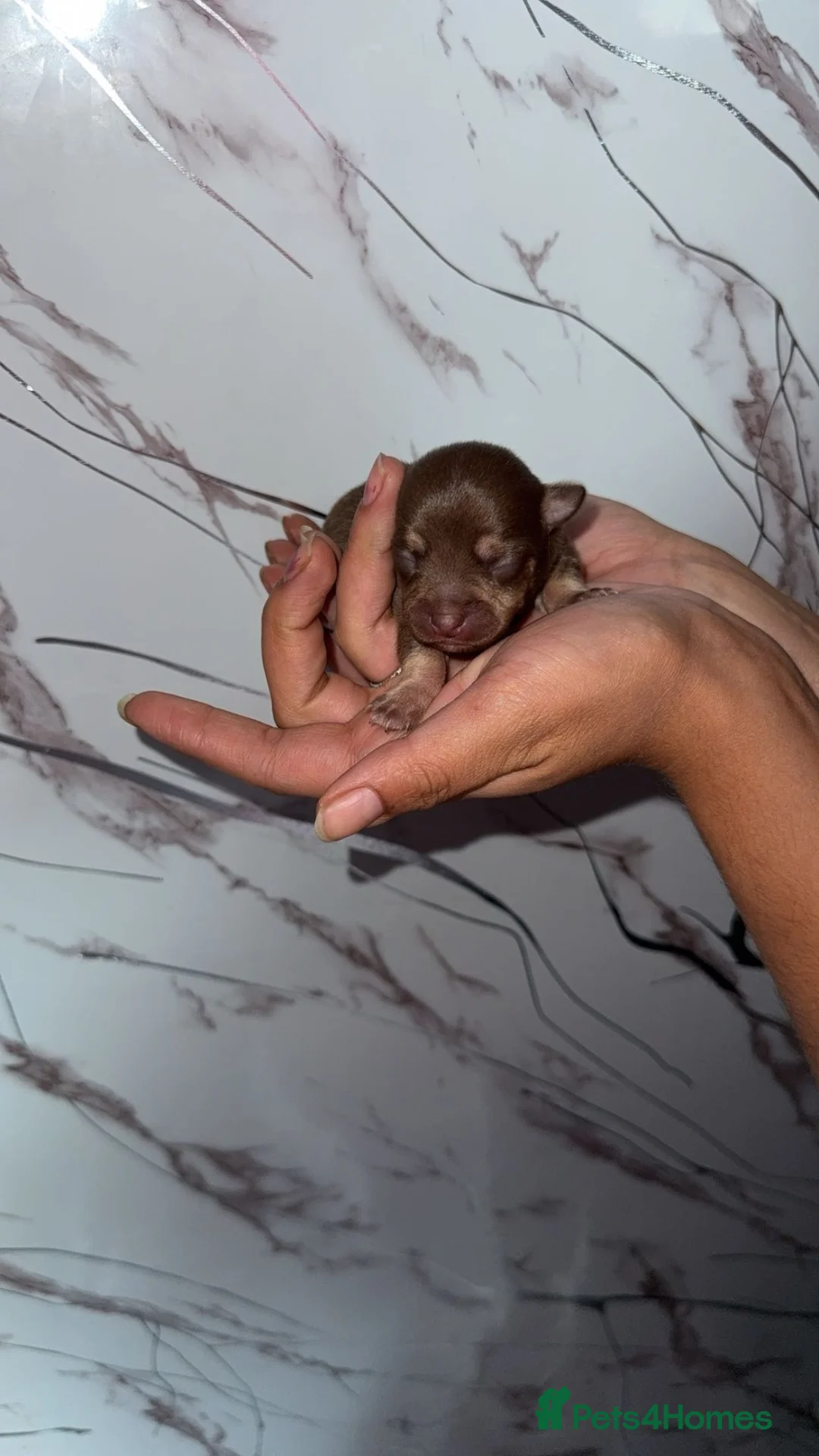 Chihuahua dogs for sale: 🐾 Beautiful Chihuahua Puppies for Sale 🐾 - Advert 13