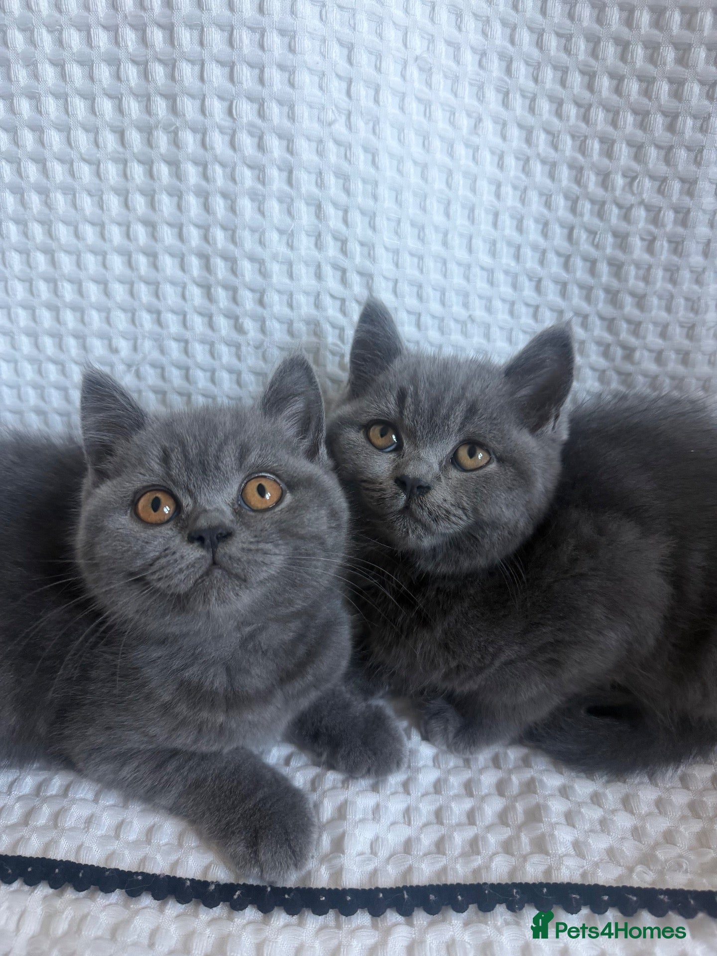 British Shorthair cats TWO British Shorthair kittens 🐱  - Advert 4