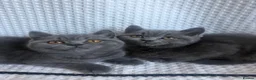 British Shorthair cats for sale: TWO British Shorthair kittens 🐱  in Basildon - Advert 1