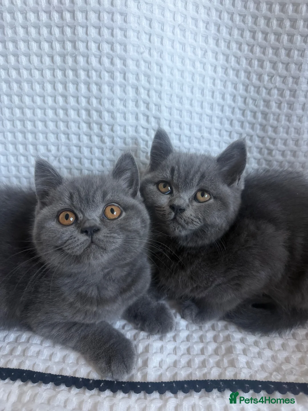 British Shorthair cats for sale: TWO British Shorthair kittens 🐱  in Basildon - Advert 1