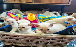 Tonkinese cats for sale: Registered, pedigree 1st generation,  VET checked  - Image 15