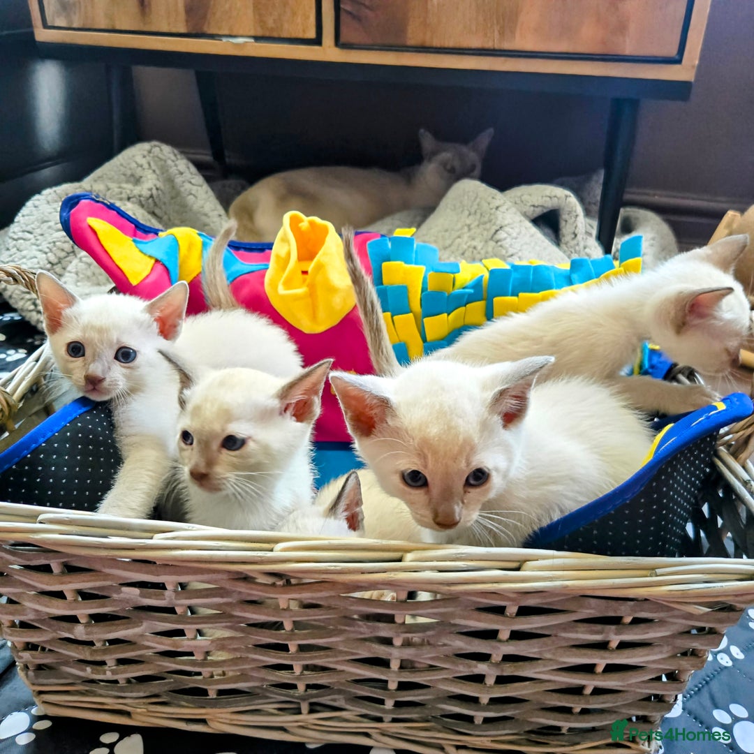Tonkinese cats for sale: Registered, pedigree 1st generation,  VET checked  - Image 15