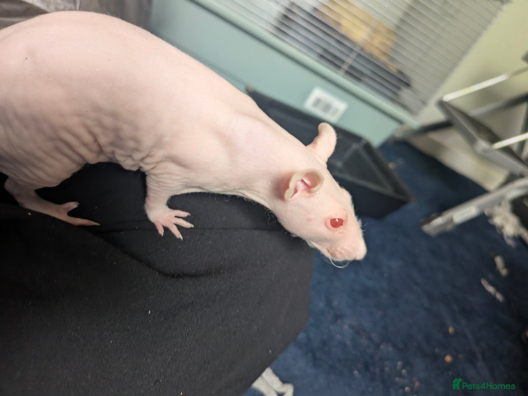 Rat rodents for sale: Baby rats  - Image 7