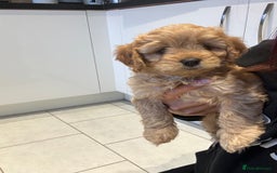 Cavapoo dogs for sale: Cavapoo pups  - Image 14