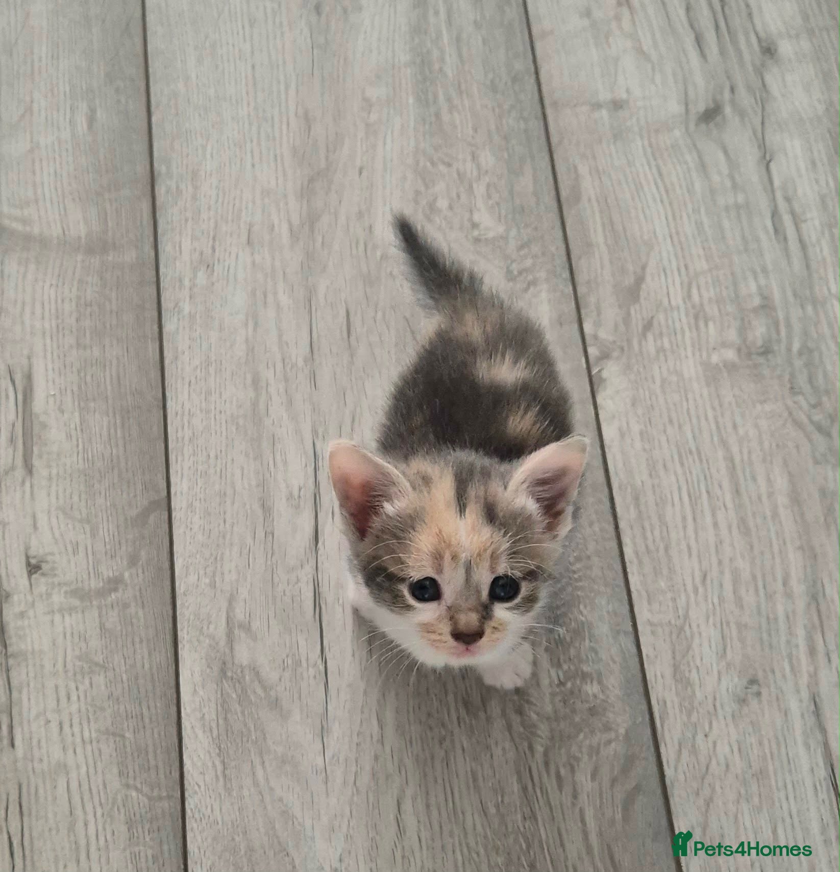 Mixed Breed cats Kittens - Advert 12