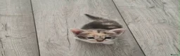 Mixed Breed cats for sale: Kittens in Coventry - Advert 1