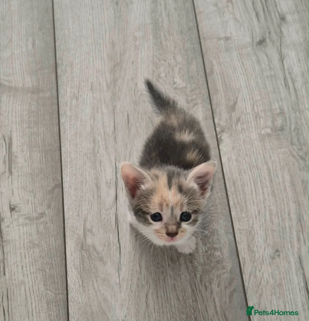 Mixed Breed cats for sale: Kittens in Coventry - Advert 1