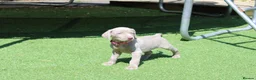 Weimaraner dogs for sale: Stunning pedigree puppies, London, ready 18 Sep - Advert 15