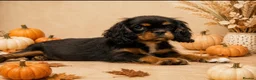 Cavalier King Charles Spaniel dogs for sale: Beautiful litter of cavalier pups ready now 💕 - Advert 7
