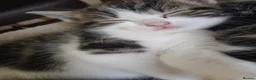 Mixed Breed cats for sale: 4 adorable kittens looking for a home. - Advert 12