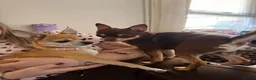Chihuahua dogs for stud: The boy who never left ….Tommy for Stud - Advert 2