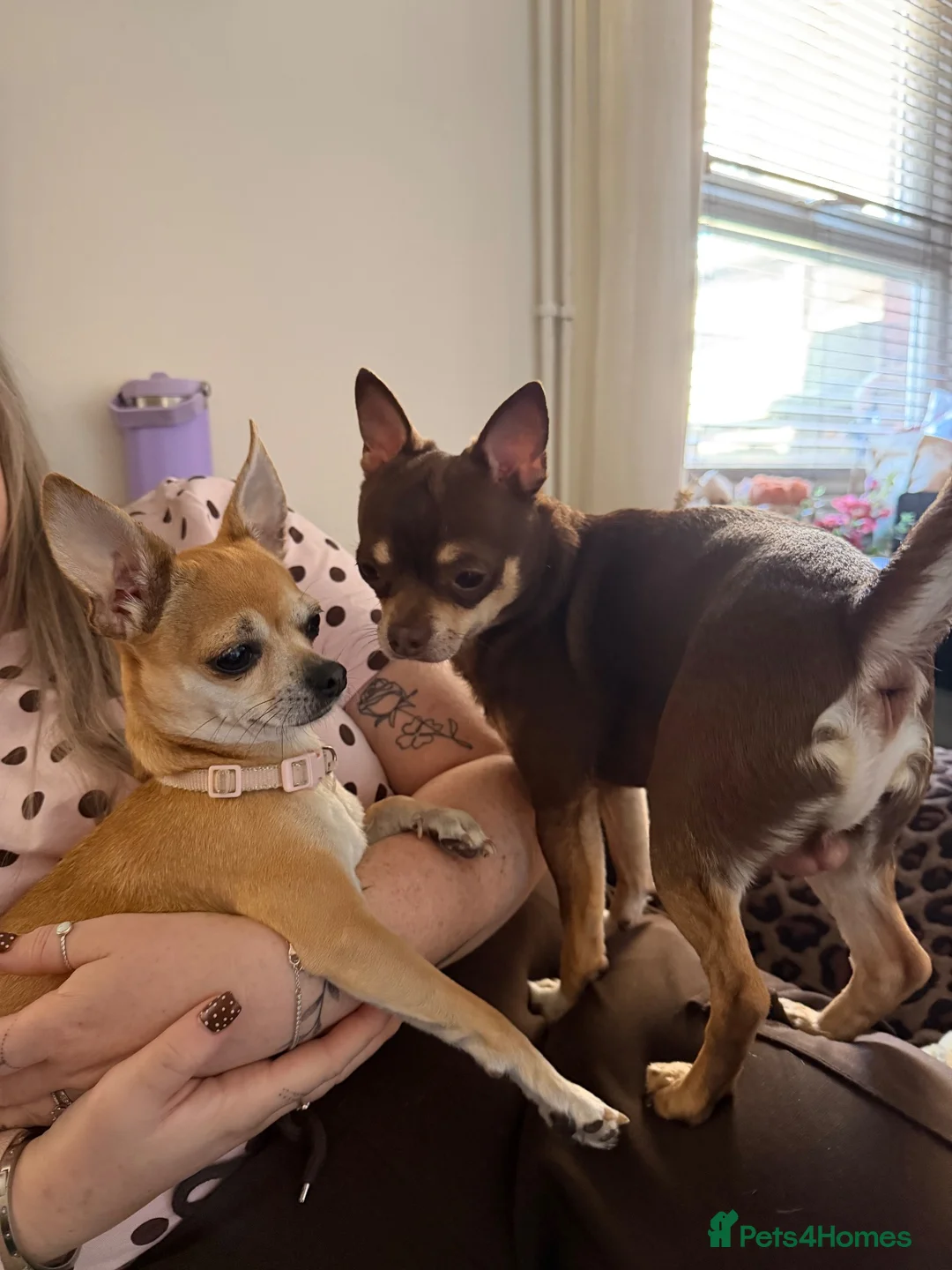 Chihuahua dogs for stud: The boy who never left ….Tommy for Stud - Advert 2