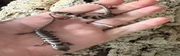 Skink reptiles for sale: Baby pink tongue skinks WOW AMAZING!! - Advert 8
