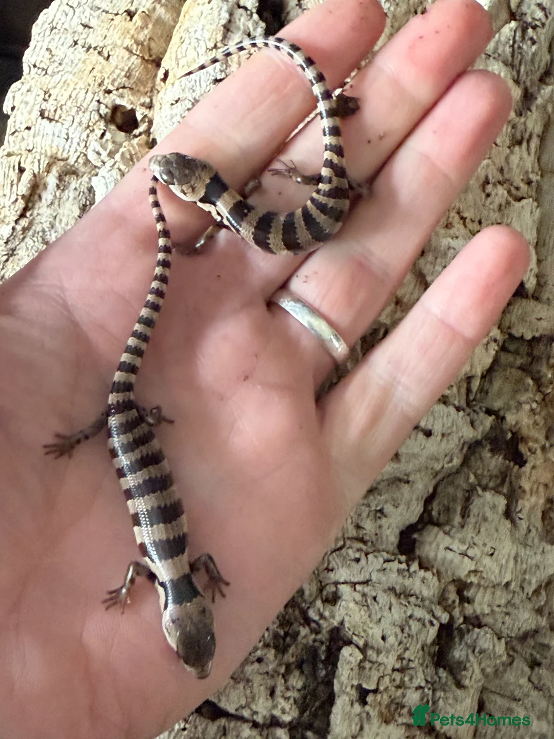 Skink reptiles for sale: Baby pink tongue skinks WOW AMAZING!! - Advert 8