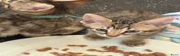 Bengal cats for sale: 🐾 Beautiful Bengal x Maine Coon Kittens 🐾 - Advert 15
