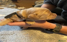 Cockapoo dogs for sale: Gorgeous cockapoo puppies F1B - Image 7