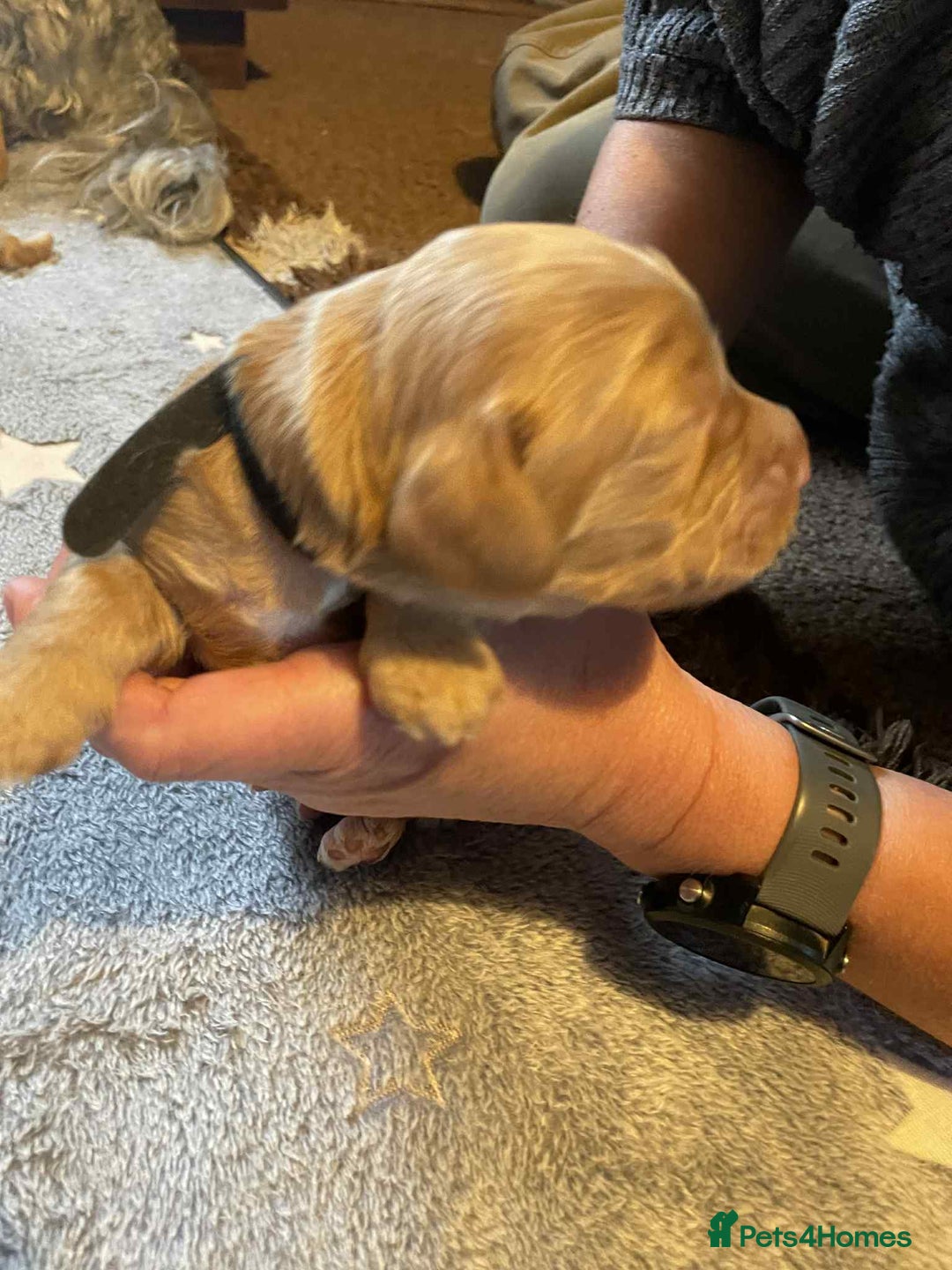 Cockapoo dogs for sale: Gorgeous cockapoo puppies F1B - Image 7