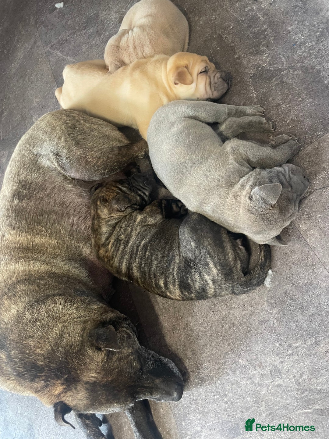 Mixed Breed dogs for sale: Male pup  - Image 2