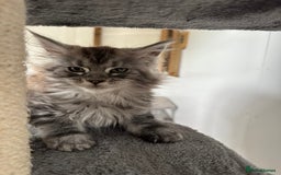 Maine Coon cats for sale: Beautiful Maine coon girls - Image 1