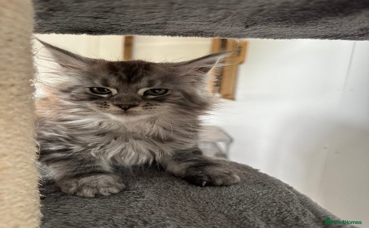 Maine Coon cats - Advert 1