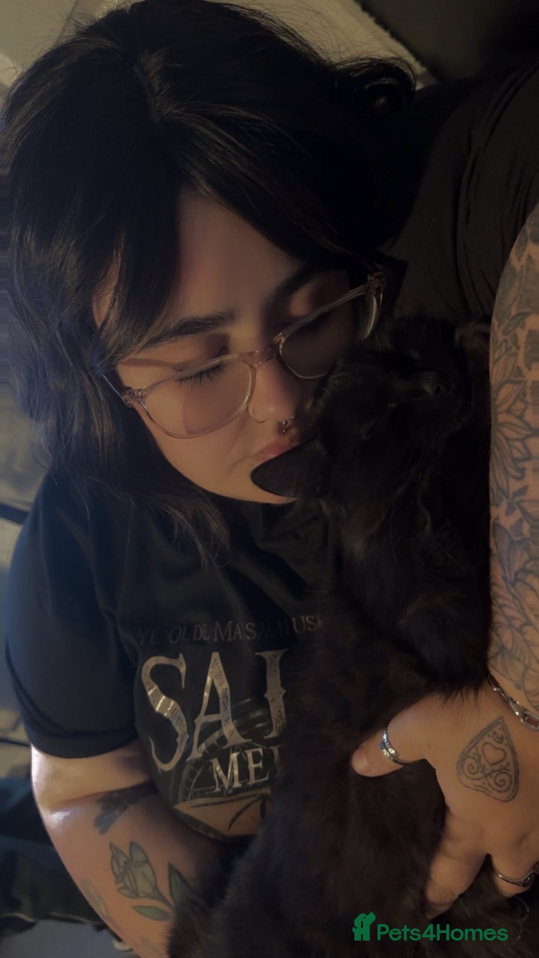 Domestic Shorthair cats for sale: Brother and sister black kittens  - Advert 10