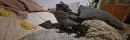 Whippet dogs for sale: Whippet puppies for sale - Advert 15