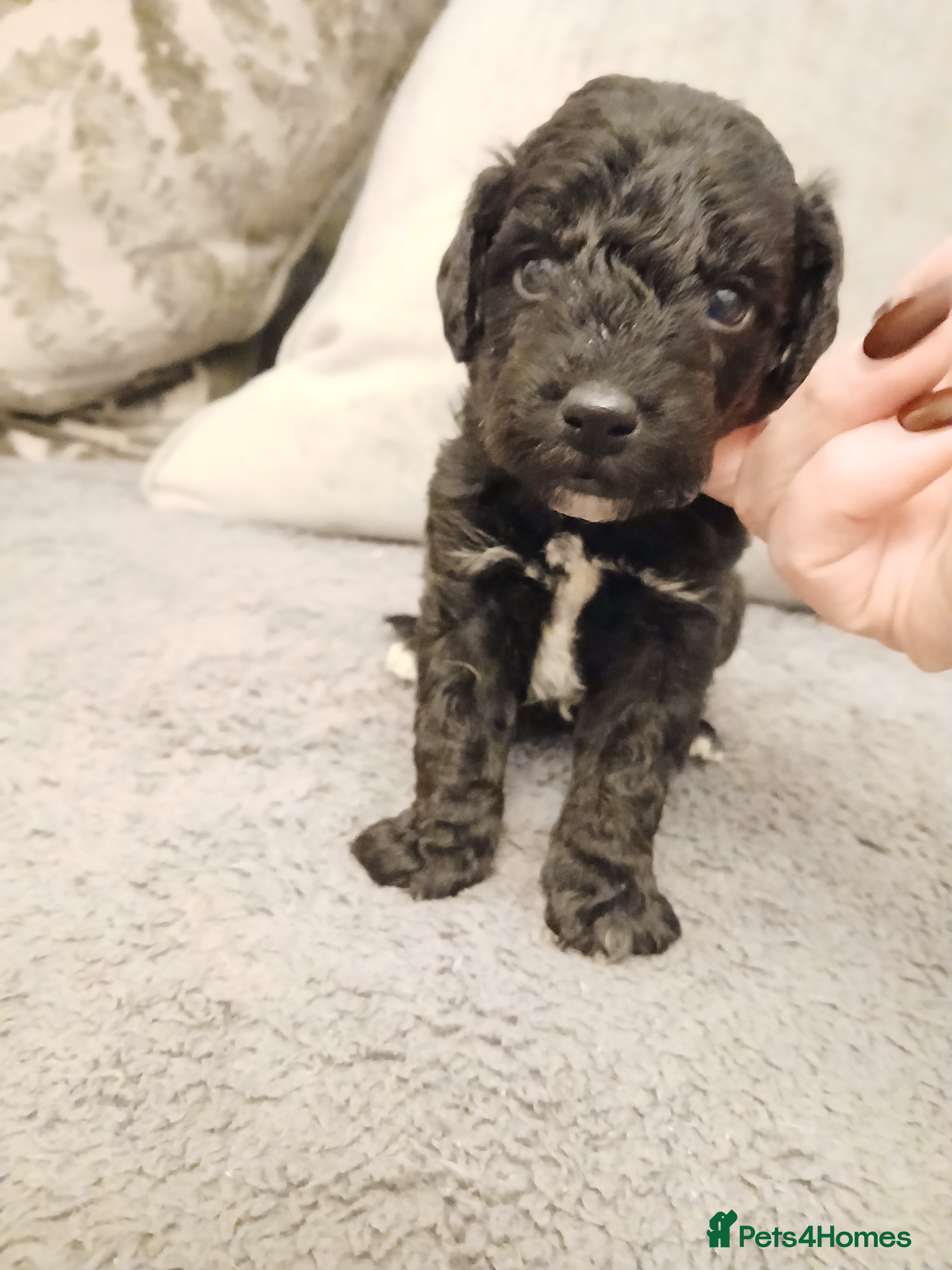 Schnoodle dogs Schnoodle puppies  - Advert 1