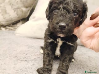 Schnoodle dogs Schnoodle puppies - Advert 3