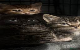 Mixed Breed cats for sale: bengal x - Image 3