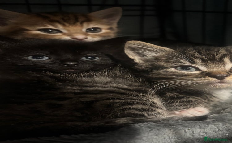 Mixed Breed cats - Advert 14