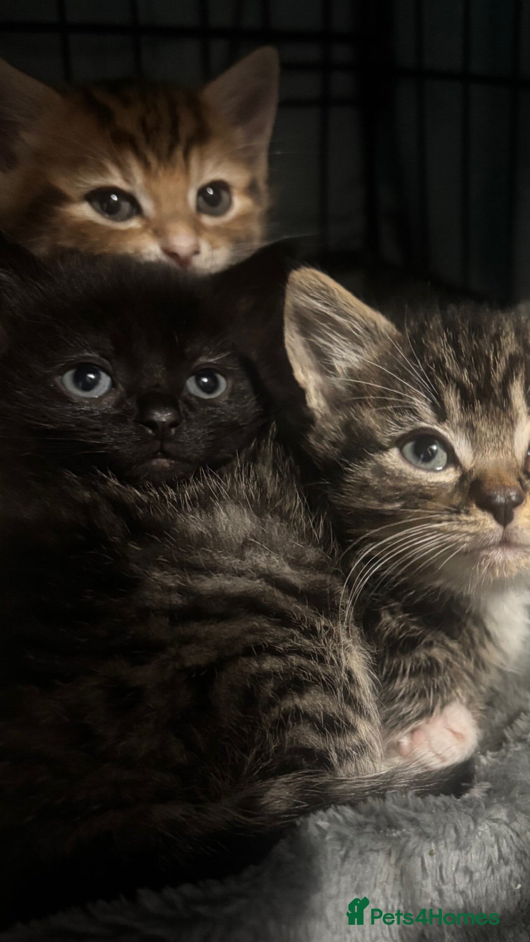 Mixed Breed cats for sale: bengal x - Image 3