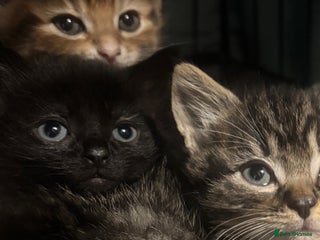 Mixed Breed cats - Advert 22