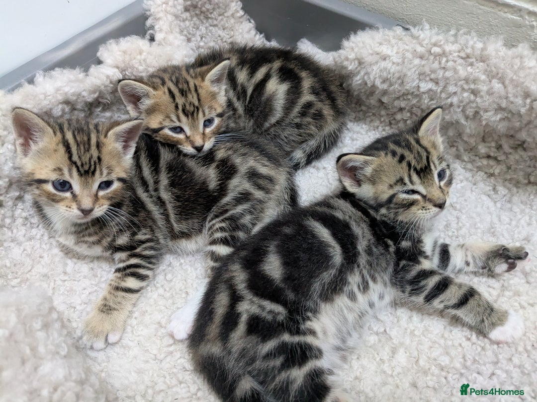 Bengal cats for sale: 4 Cute Tabby Kittens  - Image 9