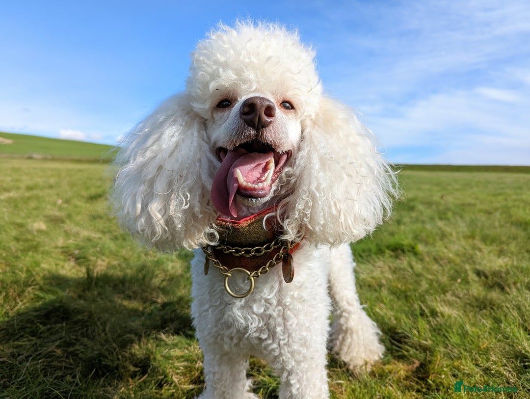 Toy Poodle dogs for stud: KC registered poodle studs in Bolton - Image 8