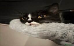 Domestic Shorthair cats for sale: Kitten for sale  - Image 5