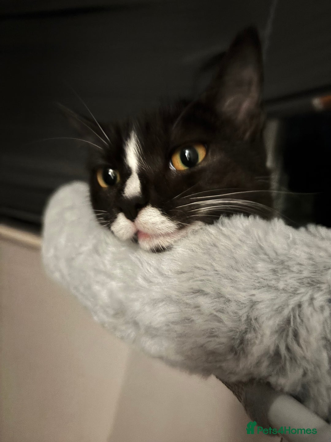 Domestic Shorthair cats for sale: Kitten for sale  - Image 5