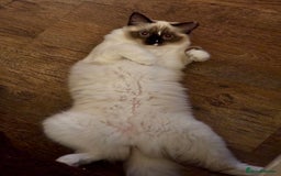 Ragdoll cats for sale: Beautiful 9-Month-Old Indoor Ragdoll - Advert 5