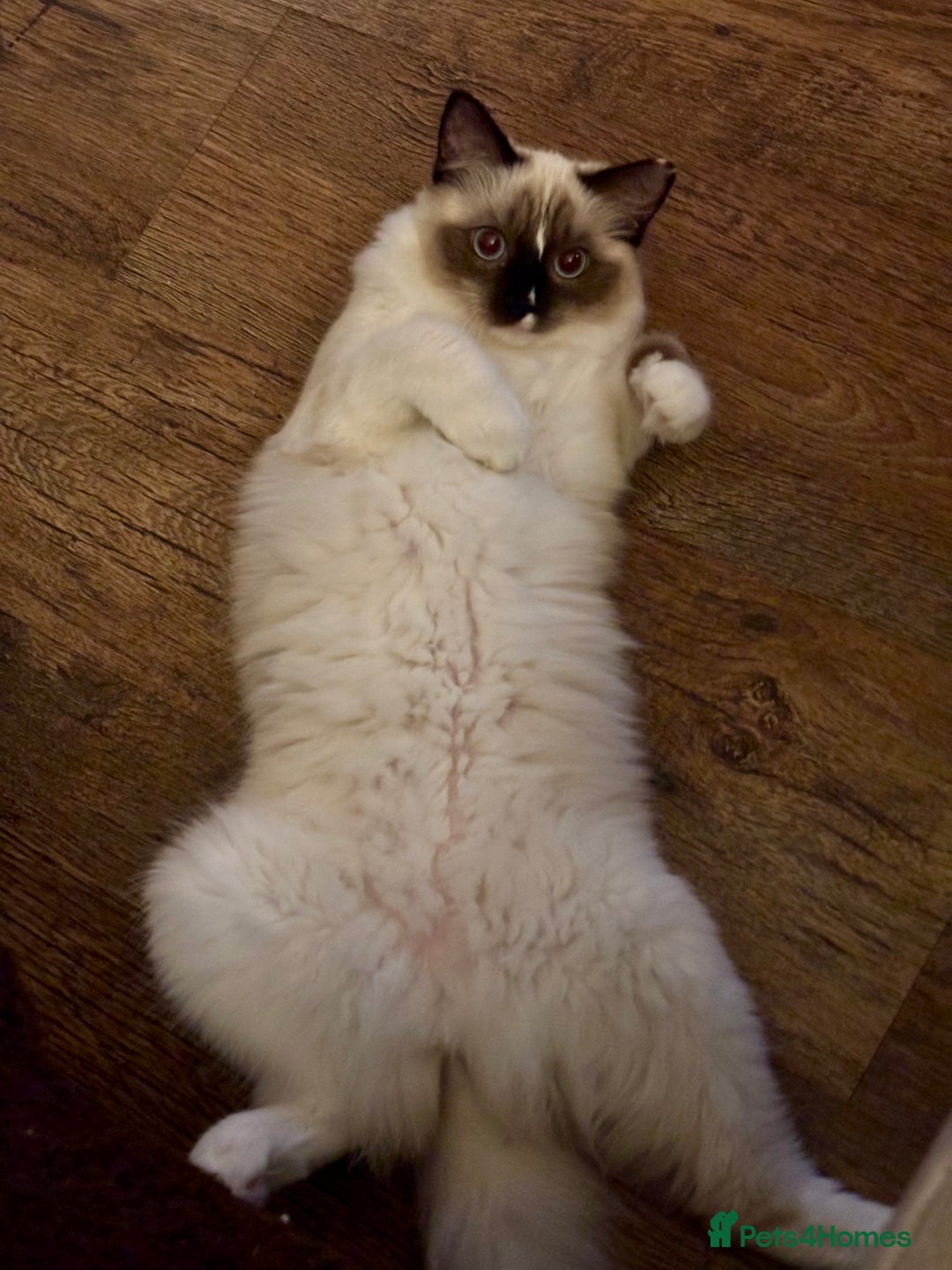 Ragdoll cats for sale: Beautiful 9-Month-Old Indoor Ragdoll - Advert 5