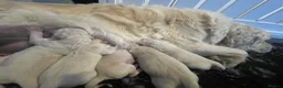Golden Retriever dogs for sale: KC registered golden retriever puppies  - Advert 9