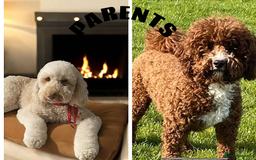 Labradoodle dogs for sale: Premium Multigen Labradoodle Puppies  - Advert 8