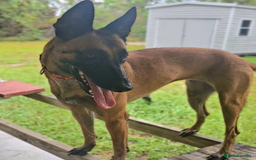 Belgian Shepherd Dog dogs for sale: 5 month Female Belgian mally - Image 5